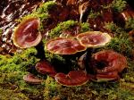 high quality Ganoderma lucidum Extract/ Reishi Extract/Reishi Mushroom Extract