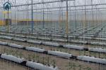 Cocopeat Hydroponic Grow Trough Systems For Growing Roses Tomatos Vegetables