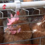 China Imported Coated Chicken Battery Cage ISO9001 , Layer Chicken Cage System 4