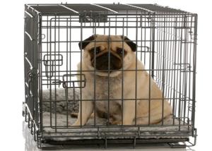 China Dog Kennel Cover Double Door Heavy Duty Dog Cages And Crates Large factory