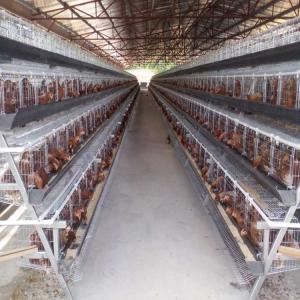 China Poultry Farm 5 Tiers Layer Chicken Cage 250 Birds Animal Battery on sale