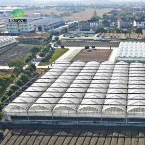 Hydroponic Cultivation Greenhouse Covered with Plastic Sheet and Single Span