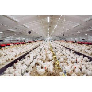 China Professional Design Chicken Farm Equipment House Prefabricated Steel Buildings on sale