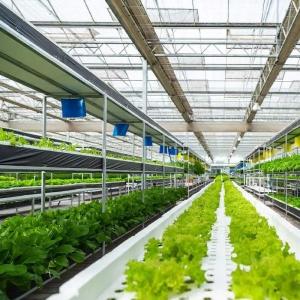 China Vegetable Cultivation Soilless Culture Glass Greenhouse Multilayer Planting factory