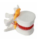 Human Vertebrae Anatomical Skeleton Educational Model 3D
