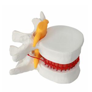 China Vertebrae Column Anatomical Skeleton Model OEM For Studing factory