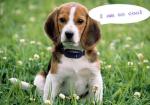 Multi-Fuction Diy Pet GPS Tracker GPS Tracking Collar For Dog Cat/GPS Pet