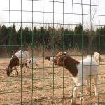 Factory Price Anti-corrosion PVC Plastic Coated Welded Wire Mesh Outdoor Fence