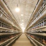 Automatic Laying Poultry Farm Equipments H Type 4Tiers 192 Birds Layer Battery