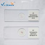 Hospital Research Special 76.2*25.4 Prepared Microscope Slides