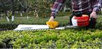 Single Blade Cordless Gasoline Garden Hedge Trimmer 750w 25.4CC