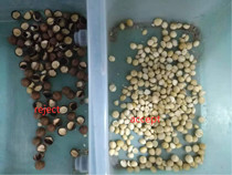 2.5kw Macadamia Nuts Color Sorter 2 Years Warranty with high speed chip