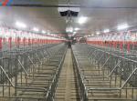 304 Stainless Steel Farrowing Crates , Farrowing Pens For Pigs