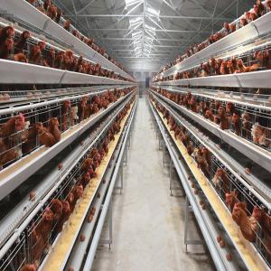 China A specialized layer battery cage for poultry farms, housing chickens for laying hen operations. factory