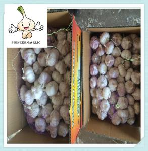 China New Purple Garlic With Good Price Import Chinese Dried Organic Nice Garlic factory