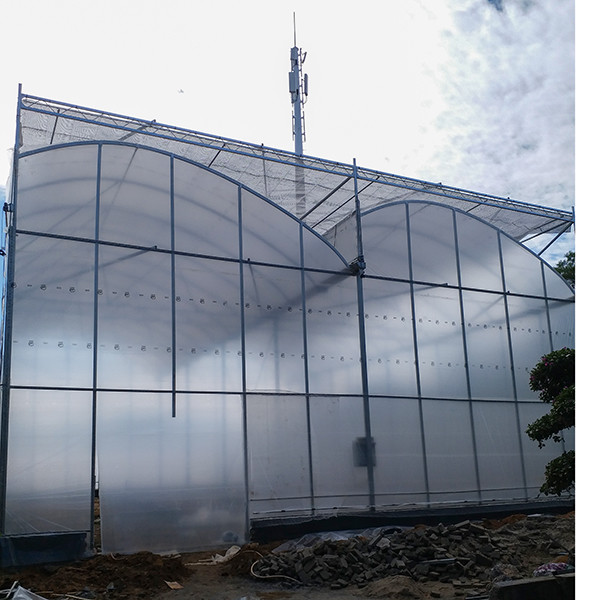 Excellent Natural Ventilation Sawtooth Greenhouse With Hot Dipped Galvanized