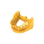 Multi-color Permanent Crown Bridge UV Resin Dental Light Curing 3D Printer High