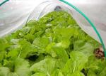 50X35 Plastic Wire Mesh 100g/M2 Anti Insect Net For Greenhouse