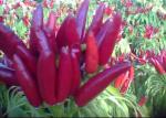 FDA Mild Dried Red Hot Chili Peppers 10 PPB Spicy Food Condiment