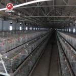 Q235 Battery Cages Laying Hens Chicken Farming Materials A Type