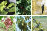 China plastic mesh anti bird aviary vineyards netting for garden protection Anti