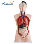 Full Size Human Torso Model 85cm Man Torso 19 Parts Oem Service