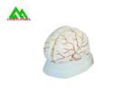Natural Looking Human Anatomical Brain Model For Medical Students