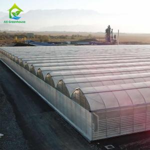 China Multispan 4 Season Plastic Film Insect Net Greenhouse For Cucumbers factory
