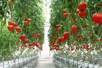 4000K 5000lm Quantum Board Led Grow Lights