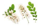 95% 98% Pure Rutin Powder Flower Bud Part Sophora Japonica Extract
