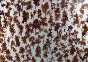 China Decorative Wall Cladding 19mm Obscure Plant Laminated Glass factory