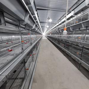 China H Type Frame 4 Tiers Meat Chicken Broiler Cage 136 Birds factory