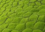 High Simulation Silk PE Artificial Moss Mat Panels 40*60cm