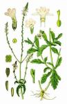 Verbena herb powder, Verbena officinalis Extract, Brown Fine Powder, Antiphlogis