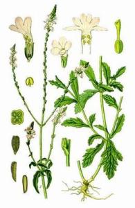 China Verbena herb powder, Verbena officinalis Extract, Brown Fine Powder, Antiphlogistic, Antitumor, Shaanxi Yongyuan Bio-Tec factory