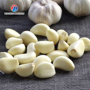Garlic Peeling Machine garlic Destoning Peeling & polishing processing