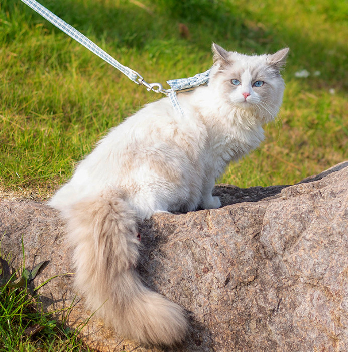 cat lead for garden