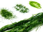 Aromatic Prolifera Seaweed Flakes Dark Green 250g Bulk Bag Adds Umami To Soups