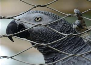 China Polished Surface Zoo Wire Mesh With Stainless Steel Wire Rope factory