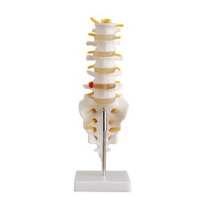 China Simulation Pvc Lumbar Vertebrae Model , Small Human Skeleton Model With Coccyx on sale