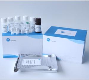 China PLGF Placental Growth Factor Elisa Test Kit factory