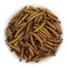Buy cheap Insects Dried Mealworms High in Iron Nutrition dried mealworms bird food from wholesalers