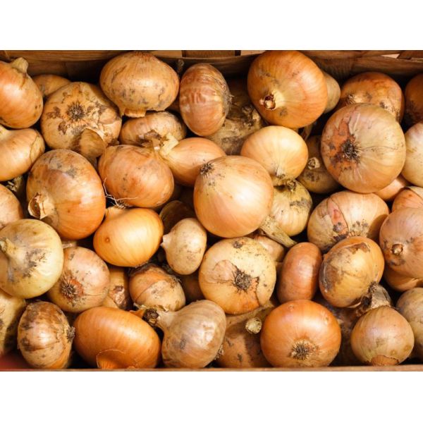 China Brain Refreshing Natural Spicy Yellow Spring Onions factory