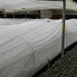 160gsm Agriculture Non Woven Fabric 190cm White Tear Resistant