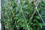 Green Wall Stainless Steel Cable Trellis Diamond / Rhombus Mesh
