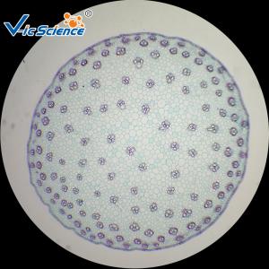 China Plant Cell Botany Thin Microscope Slides 20pcs EU Standard Glass Material factory