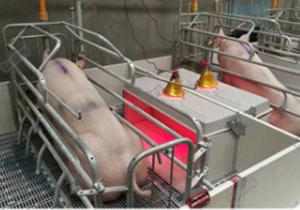 China Hot Dip Galvanized Pig Farm Equipment Piglet Nursery factory