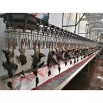 300Bph - 1000Bph Chicken Butcher Equipment Complete Set For Scalding