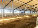 Steel Cattle Sheds Easy Install Prefabricated Cow Farm Building