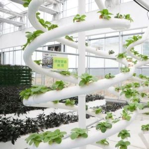 China High Yield Greenhouse Hydroponic System Customization for Commercial Sustainability on sale